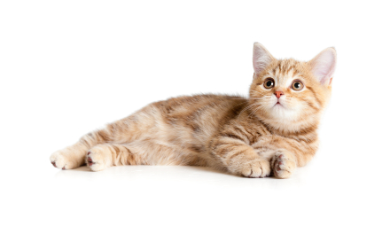 kitten